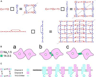 Modeling the Interactions Between Sodium Channels Provides Insight Into the Negative Dominance of Certain Channel Mutations